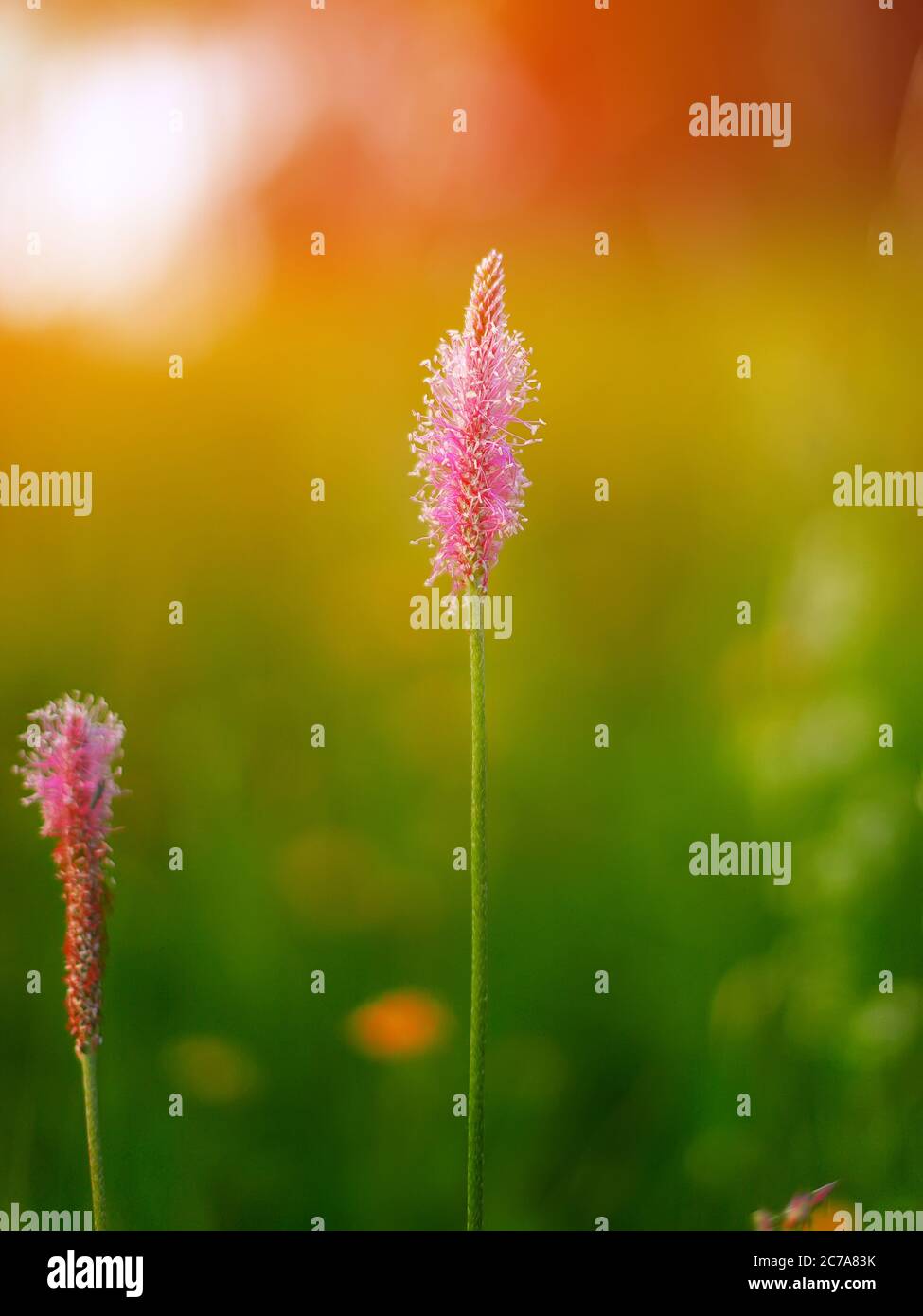 Plantago media Open and closed flower spikes. Sunset time Stock Photo
