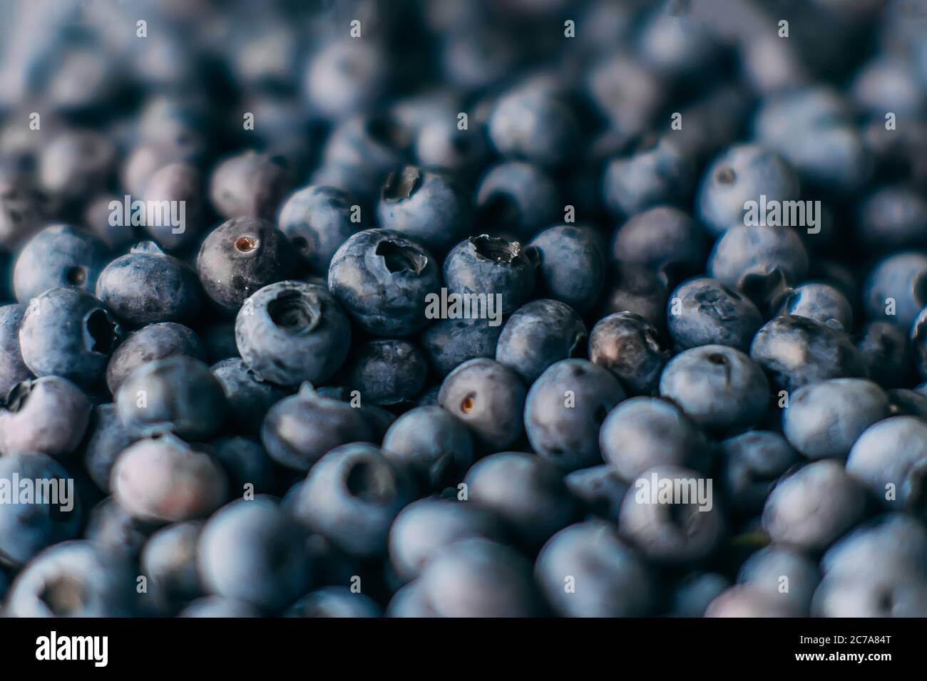A lot of blueberries picked in forest. Close up background texture with summer fruits with selective focus Stock Photo