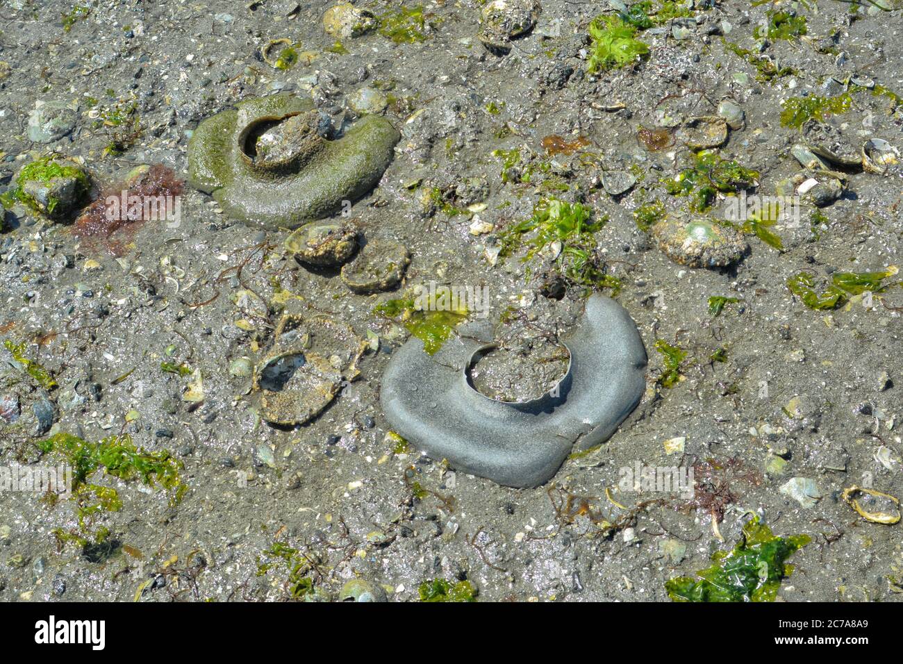 Moon snails eggs hires stock photography and images Alamy
