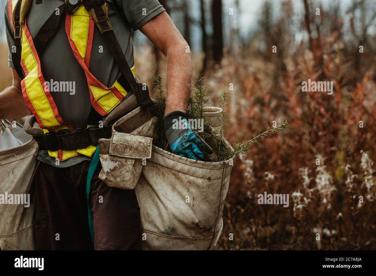 Cropped shot of forester taking out small trees from his bag for planting. Man in reflective vest carrying bags full of saplings in forest. Stock Photo