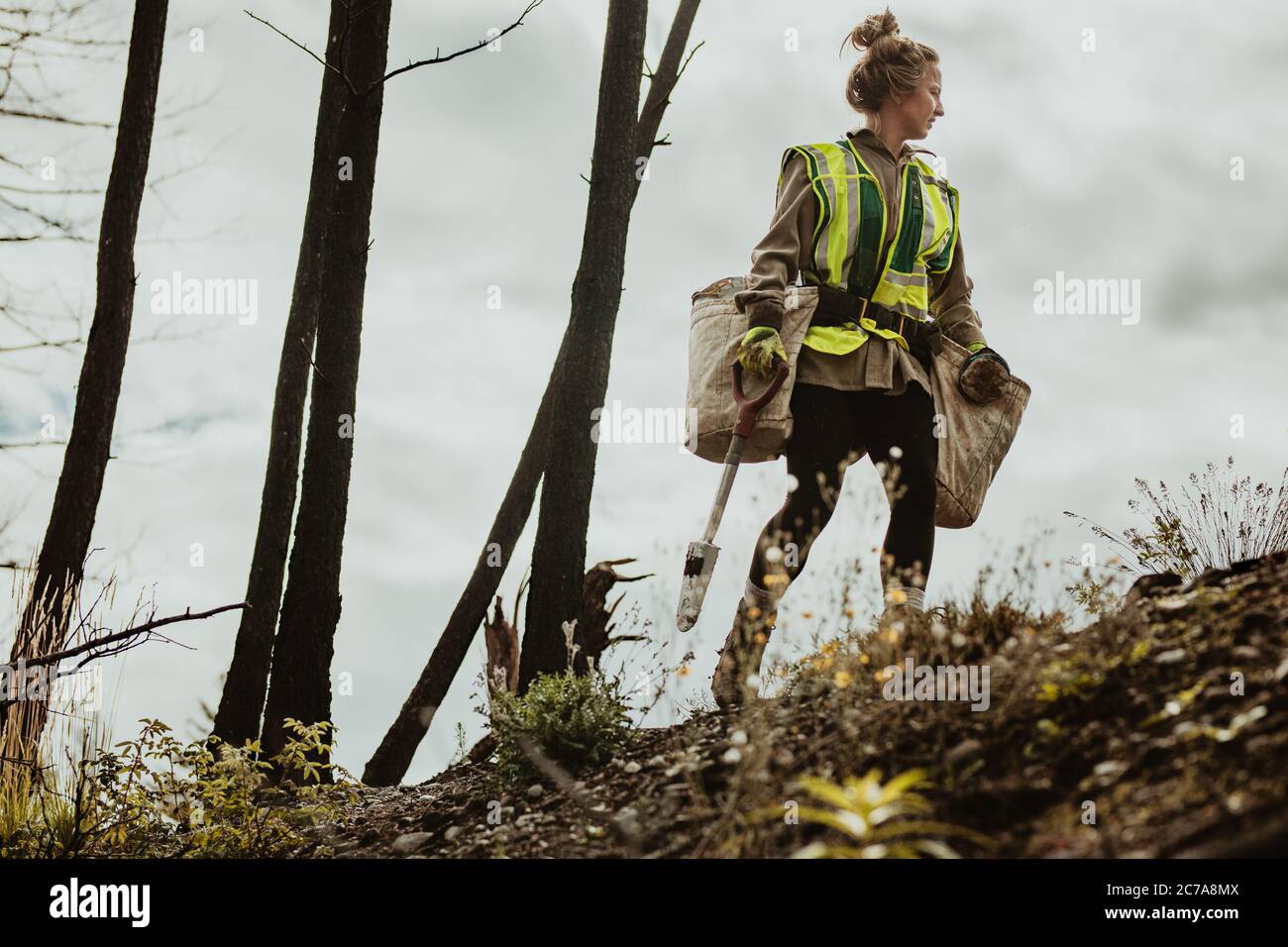 Female planting trees in forest. Woman tree planter wearing reflective vest walking in forest carrying bag full of trees and a shovel. Stock Photo