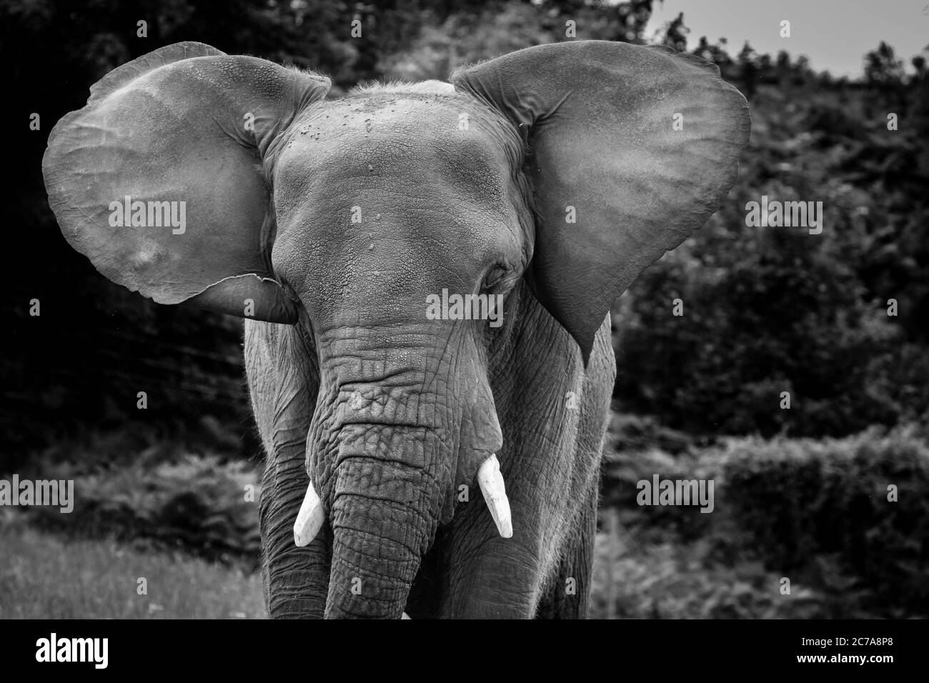 Mono African elephant flapping ears, Loxodonta africana, West Midland Safari Park, UK. Stock Photo