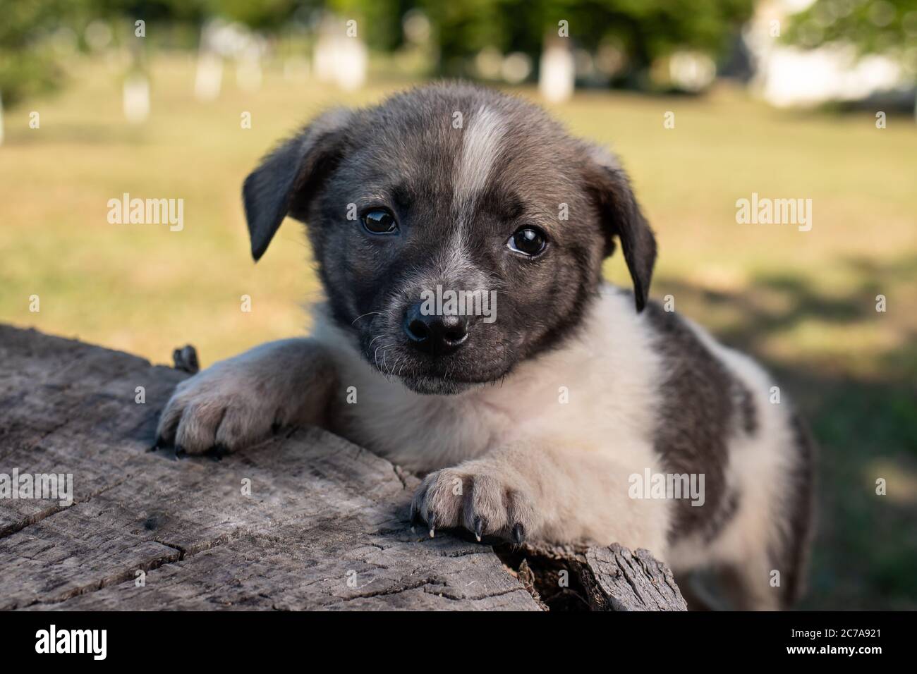 A little pooch sits on the street on a stump. Beautiful cute dog aged 2 months, pet. Stock Photo