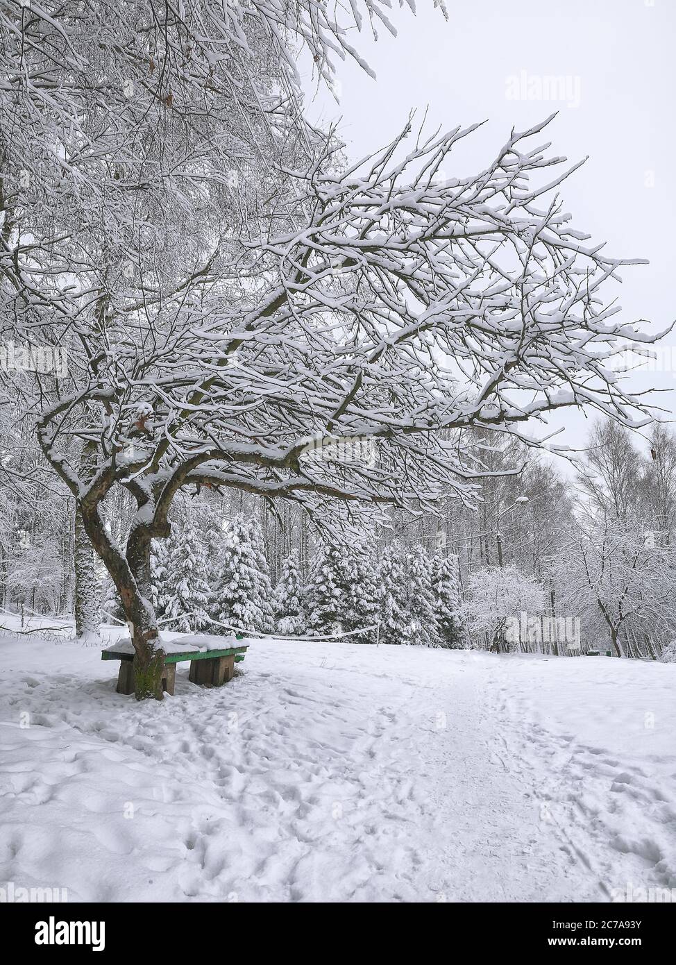 Park bench and trees covered by heavy snow. Lots of snow Stock Photo ...