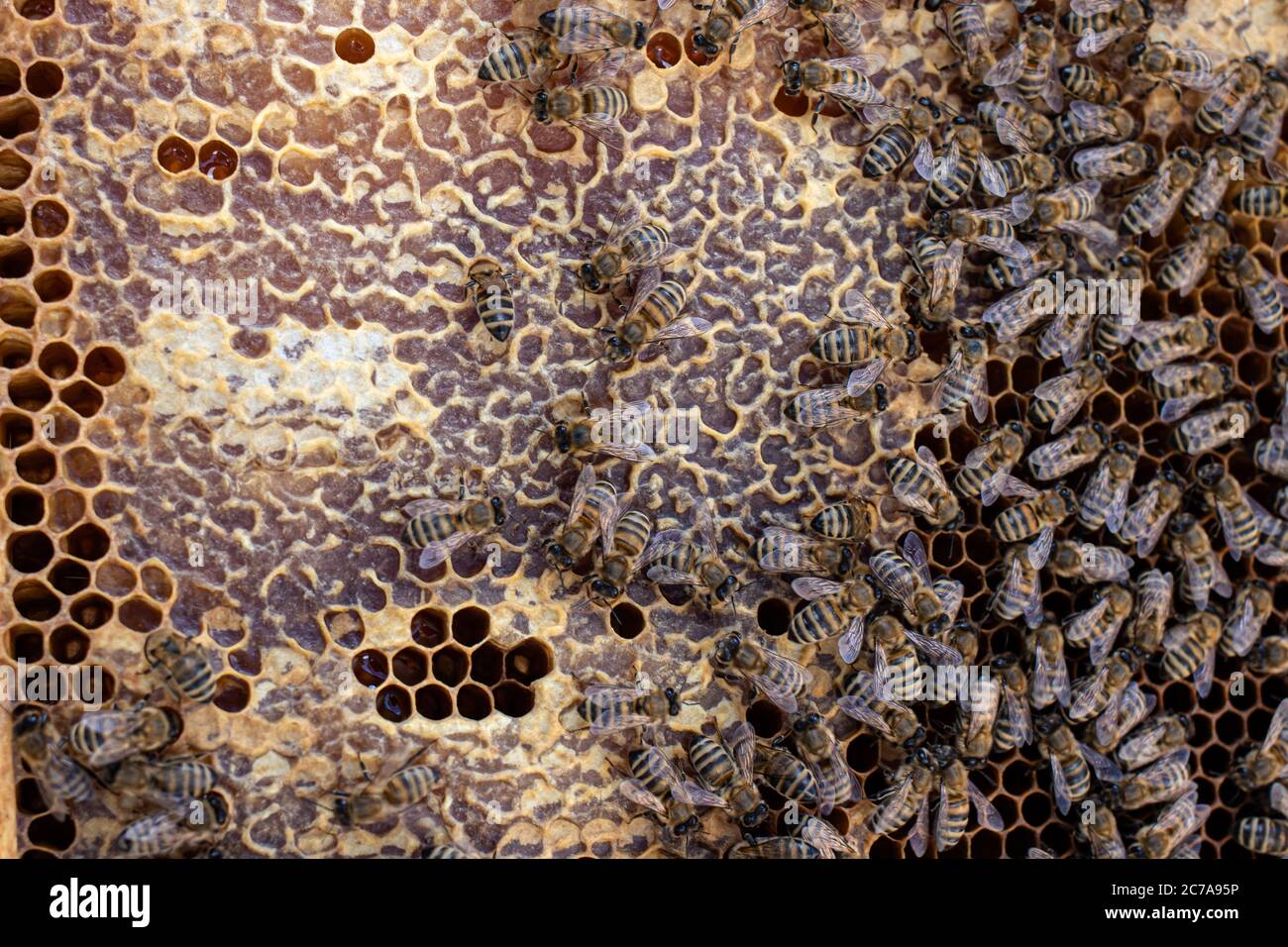 Honey sealed in honeycombs from beeswax. Bees on honeycombs inside the ulayers. Closeup Stock Photo