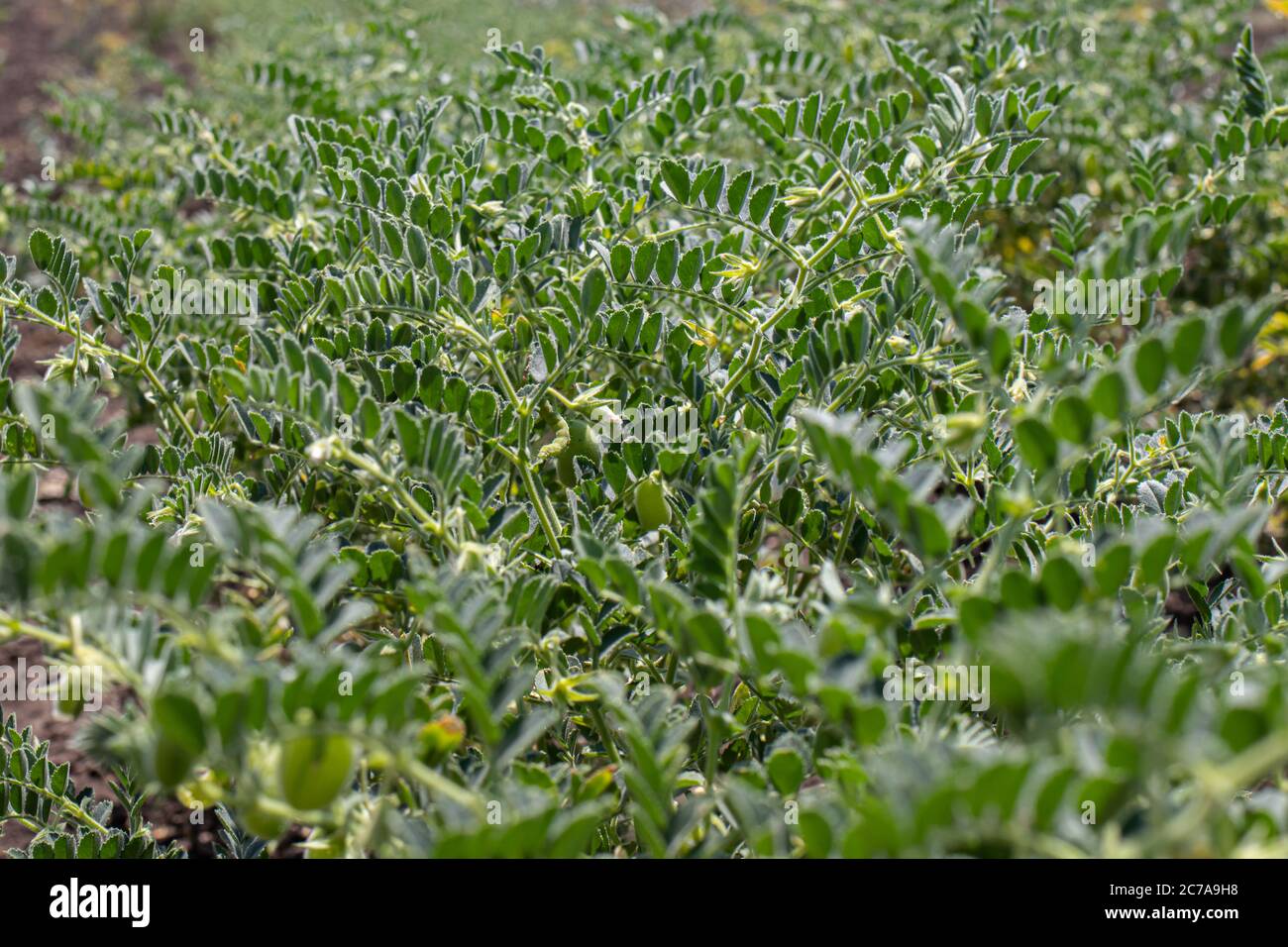 Green field of chickpeas of Turkish lamb peas. Legumes, cultivation. Stock Photo