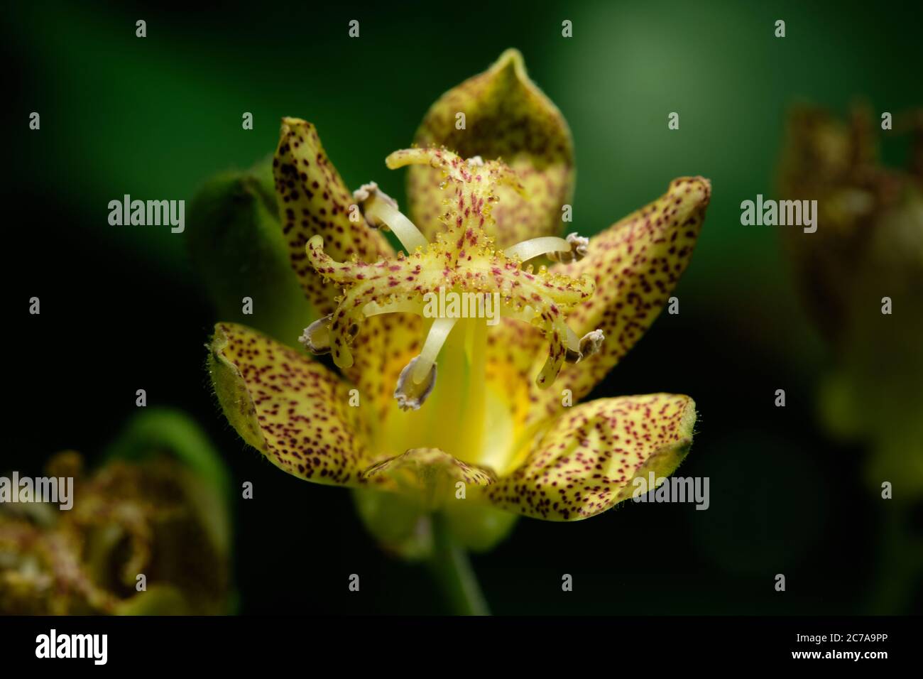 Toad Lily in the shadow. Stock Photo
