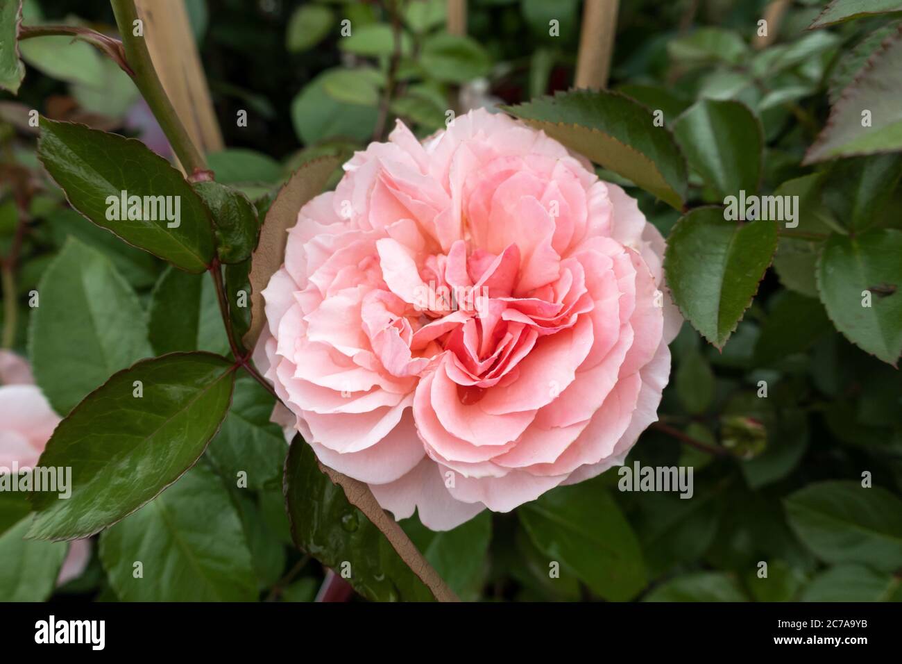 Close up of a large pink Rose bloom of Rosa Select Dolce. UK Stock Photo