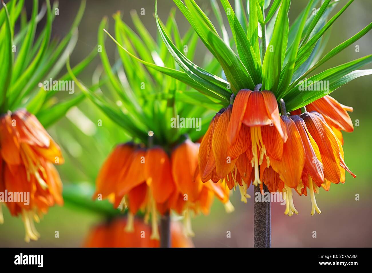 Lilies of the field hi-res stock photography and images - Alamy