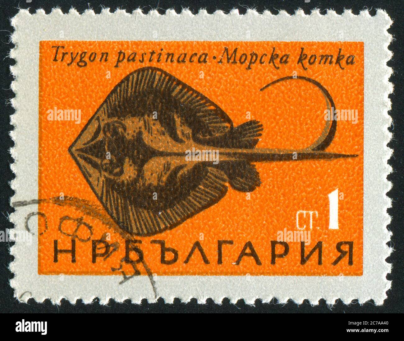 BULGARIA - CIRCA 1965: stamp printed by Bulgaria, shows Black Sea Fish, Stingray, circa 1965 Stock Photo