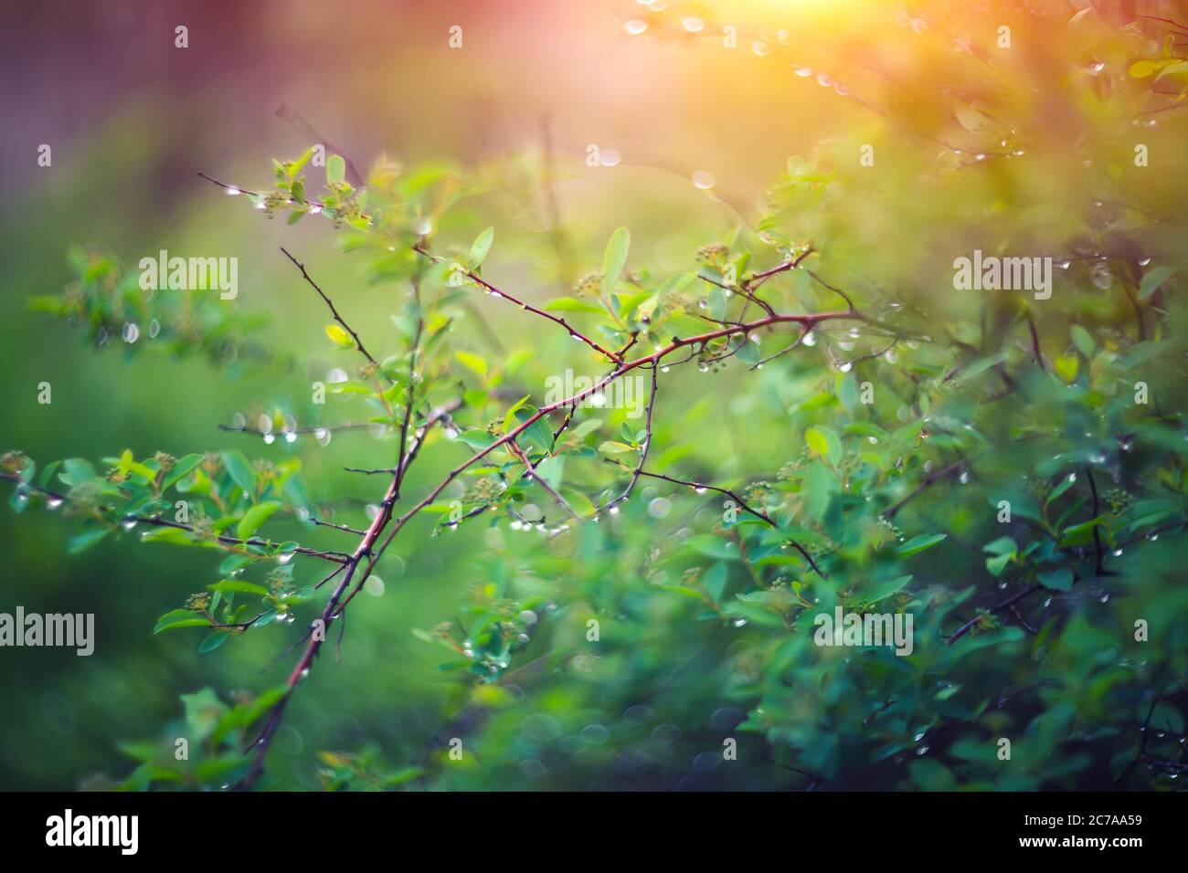 twinkling lights vivid color blurred bokeh spring from leaf background. Abstract nature and soft tone color style. Stock Photo