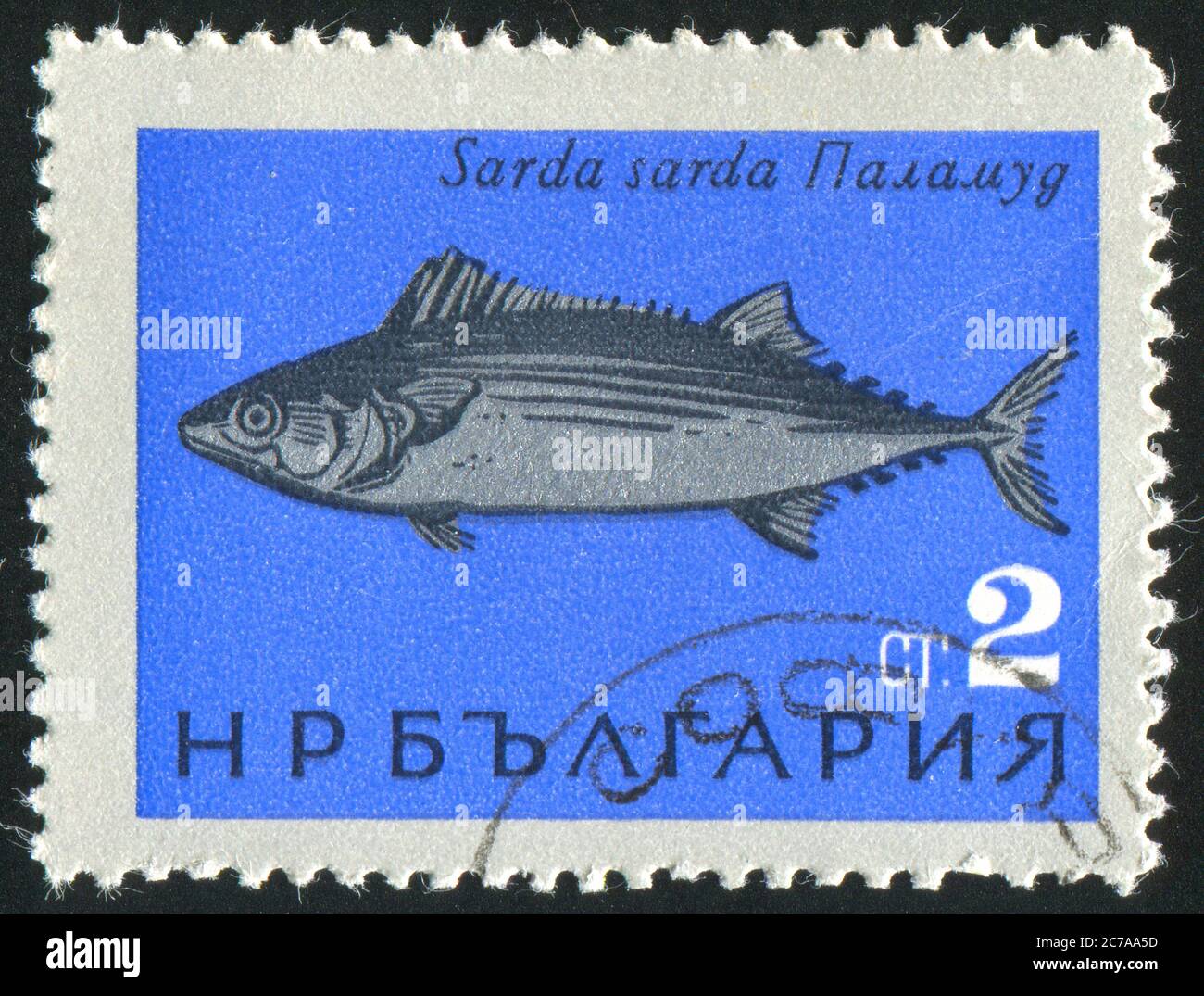 BULGARIA - CIRCA 1965: stamp printed by Bulgaria, shows Black Sea Fish, Belted bonito, circa 1965 Stock Photo