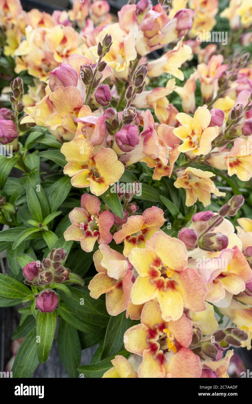 Close up of Snapdragon - Antirrhinum Antirinca Bronze Apricot flowering in  a UK garden Stock Photo - Alamy