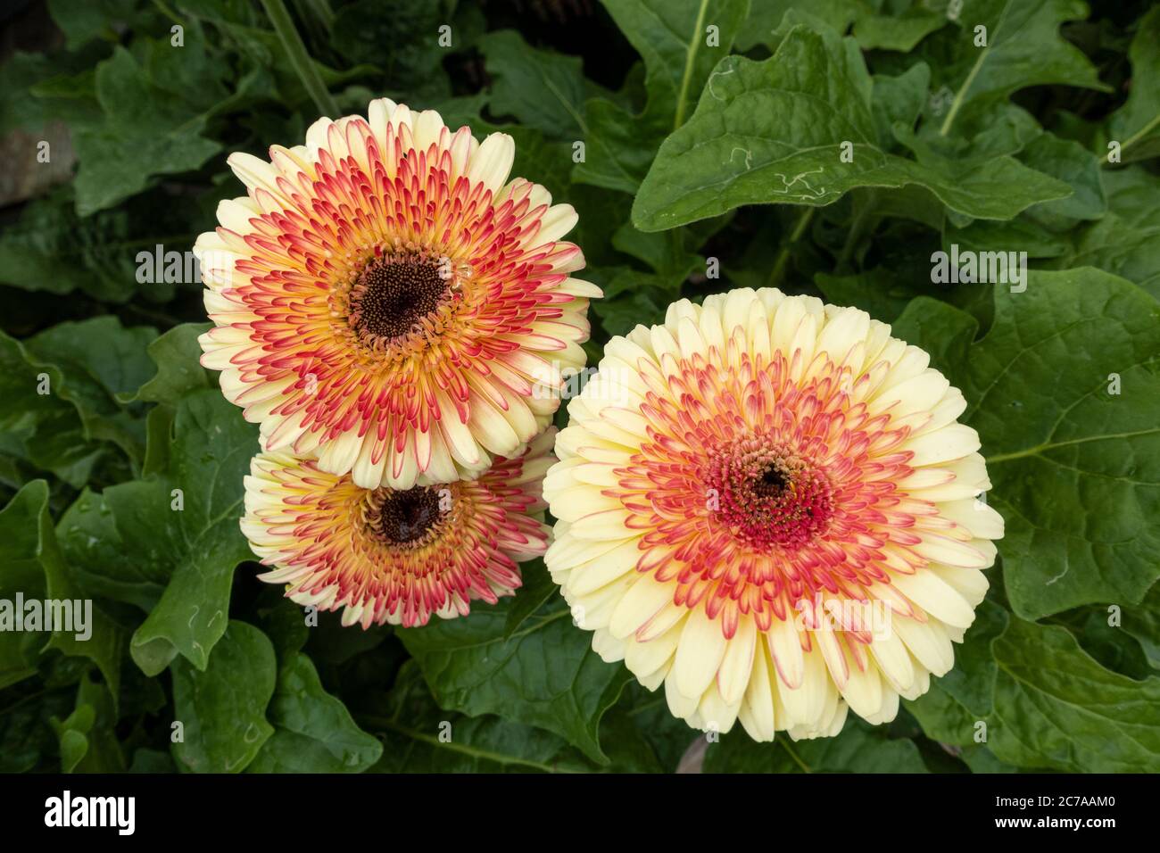 Close up of bi-colour Patio Gerberas flowering in July in the UK Stock Photo