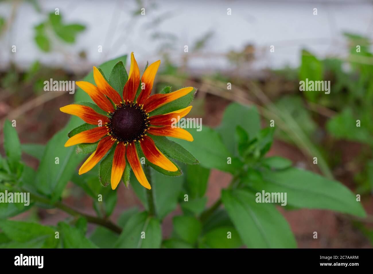 Burnt orange hi-res stock photography and images - Alamy