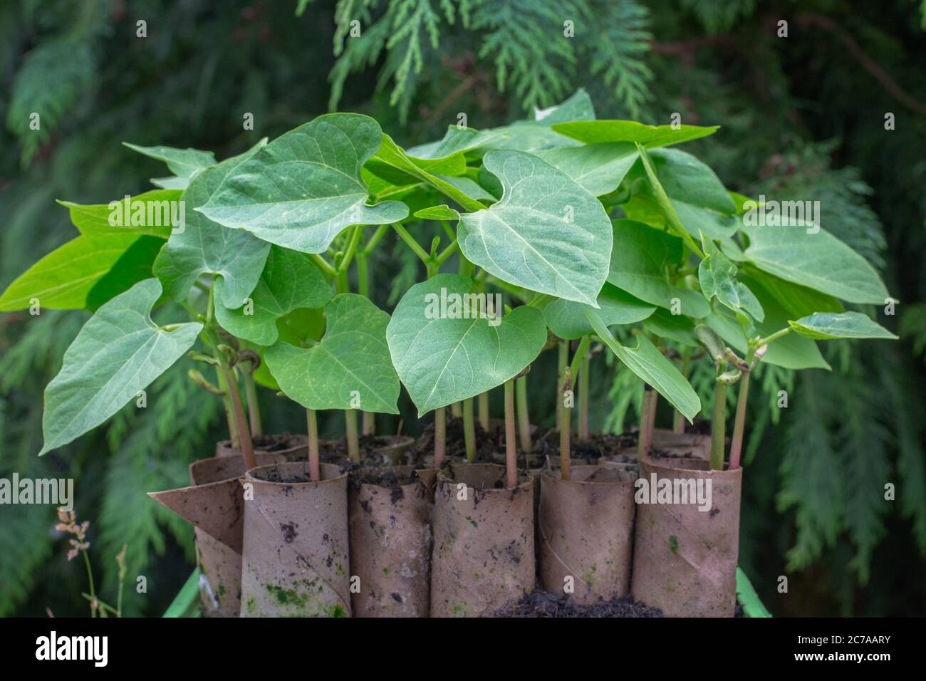 Recycling toilet roll tubes in the garden, using them to sow climbing French beans seeds and then you can plant the cardboard tubes with the plants Stock Photo