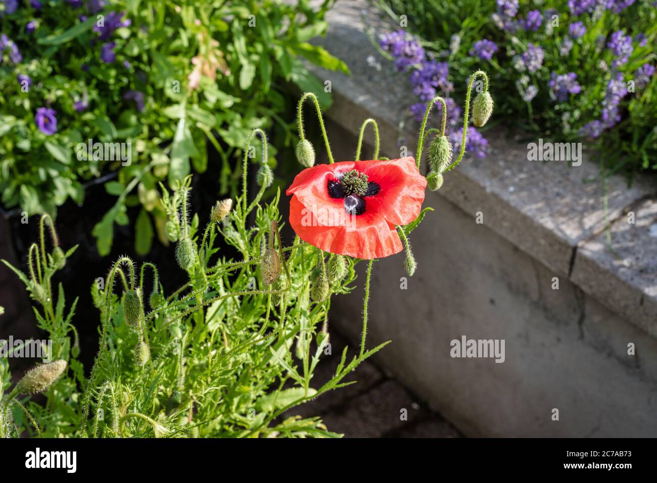 Red Poppy flower blooming Stock Photo
