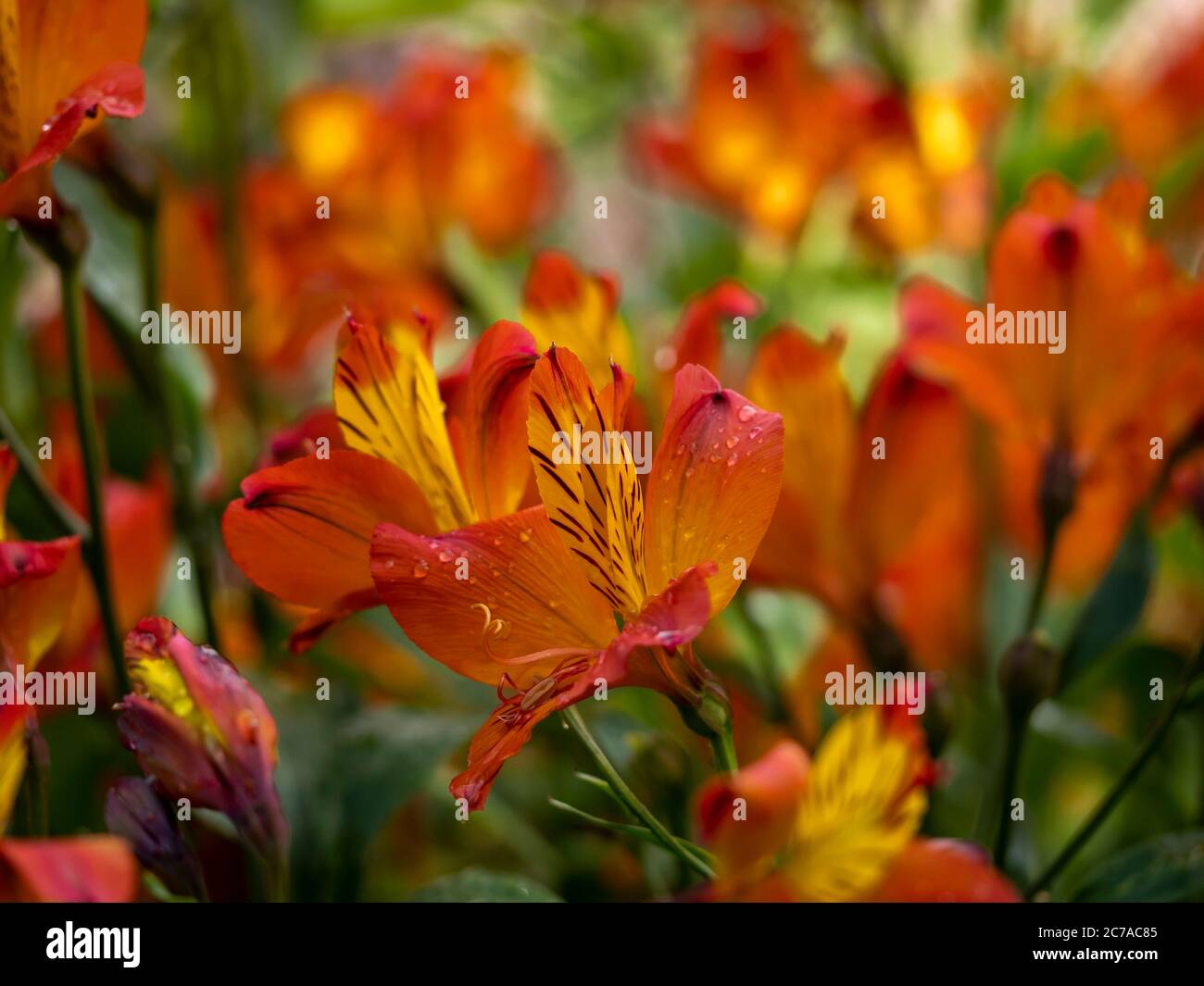 Closeup of the beautiful orange and yellow flowers of the Peruvian lily Alstroemeria Flaming Star Stock Photo