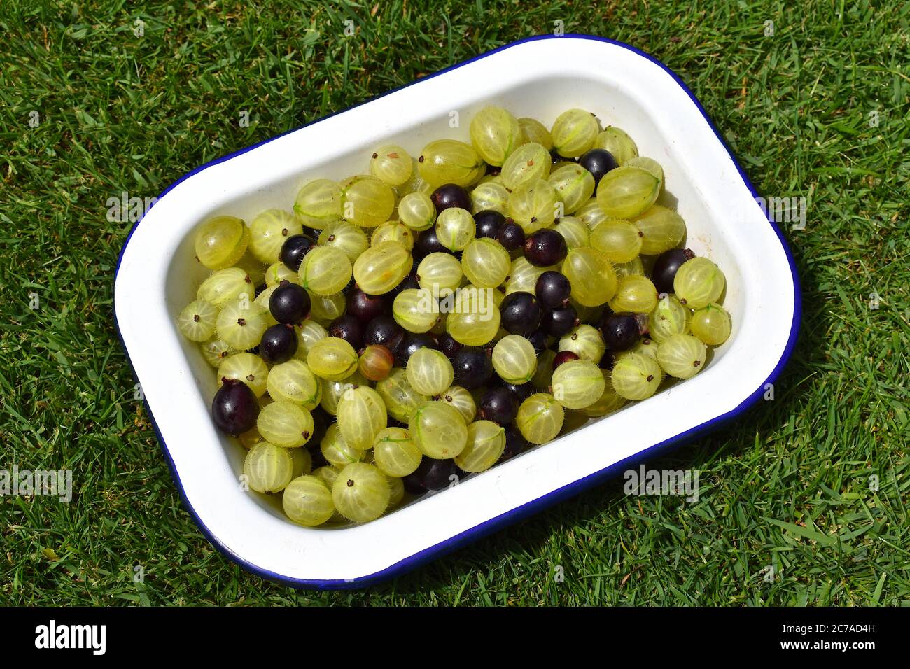 Gooseberry and blackcurrant are a prickly bush Gooseberries are spiny lobed leaves shrub producing bell shaped flowers and green yellow to red berries Stock Photo