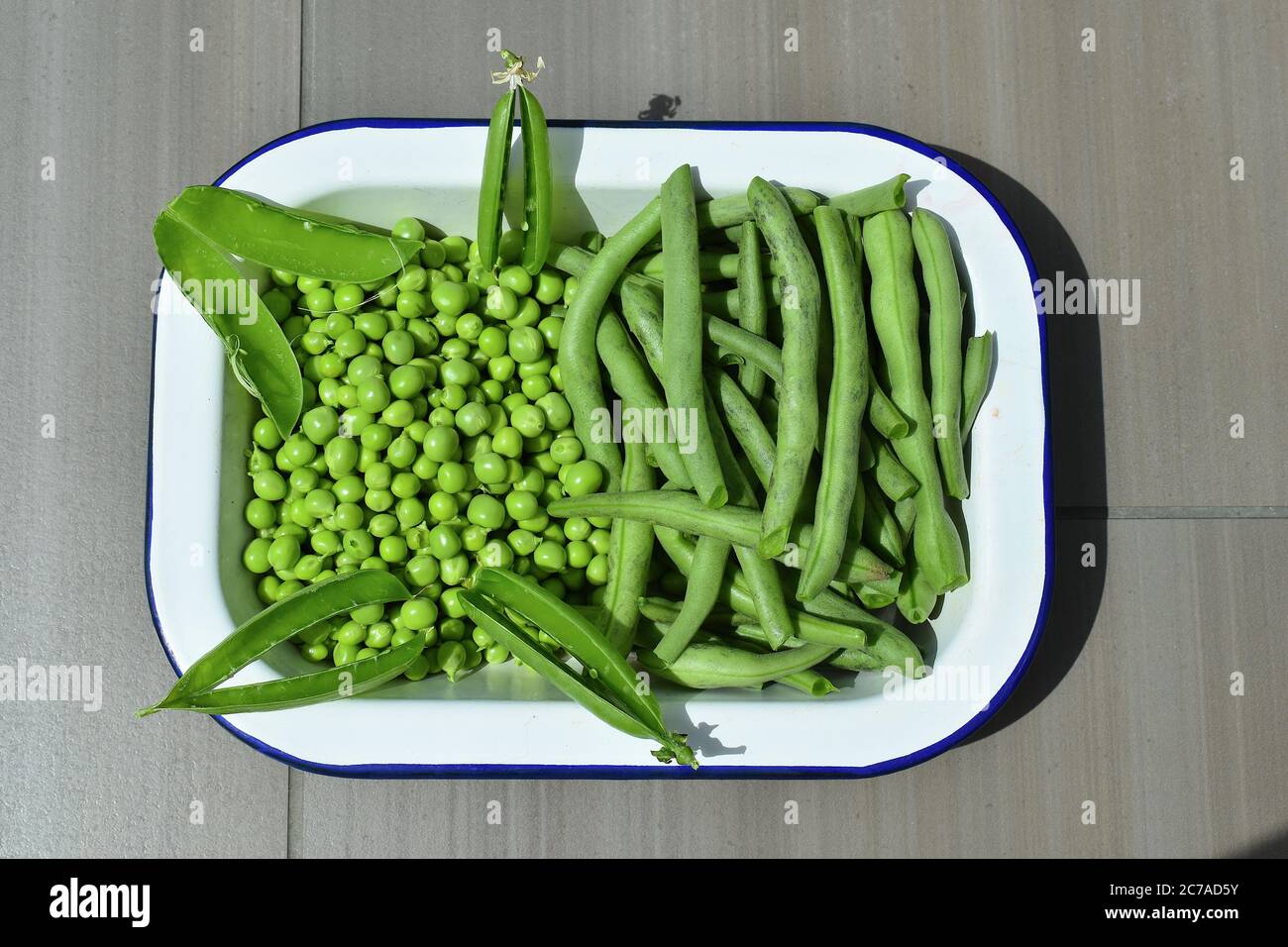 Garden pea is herbaceous annual plant in family Fabaceae grown for its