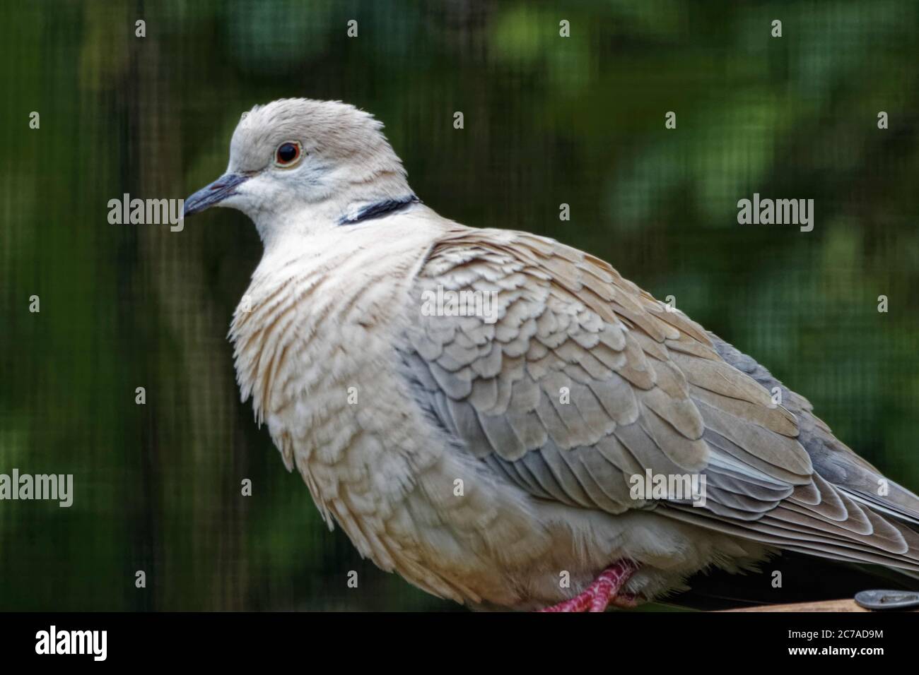 Ring-necked dove - Wikipedia