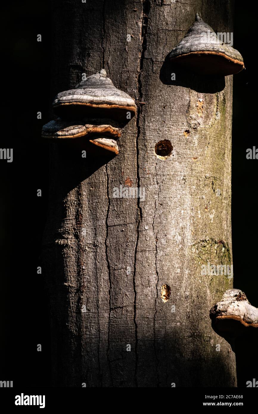 Mushrooms on a Dead Tree Stock Photo