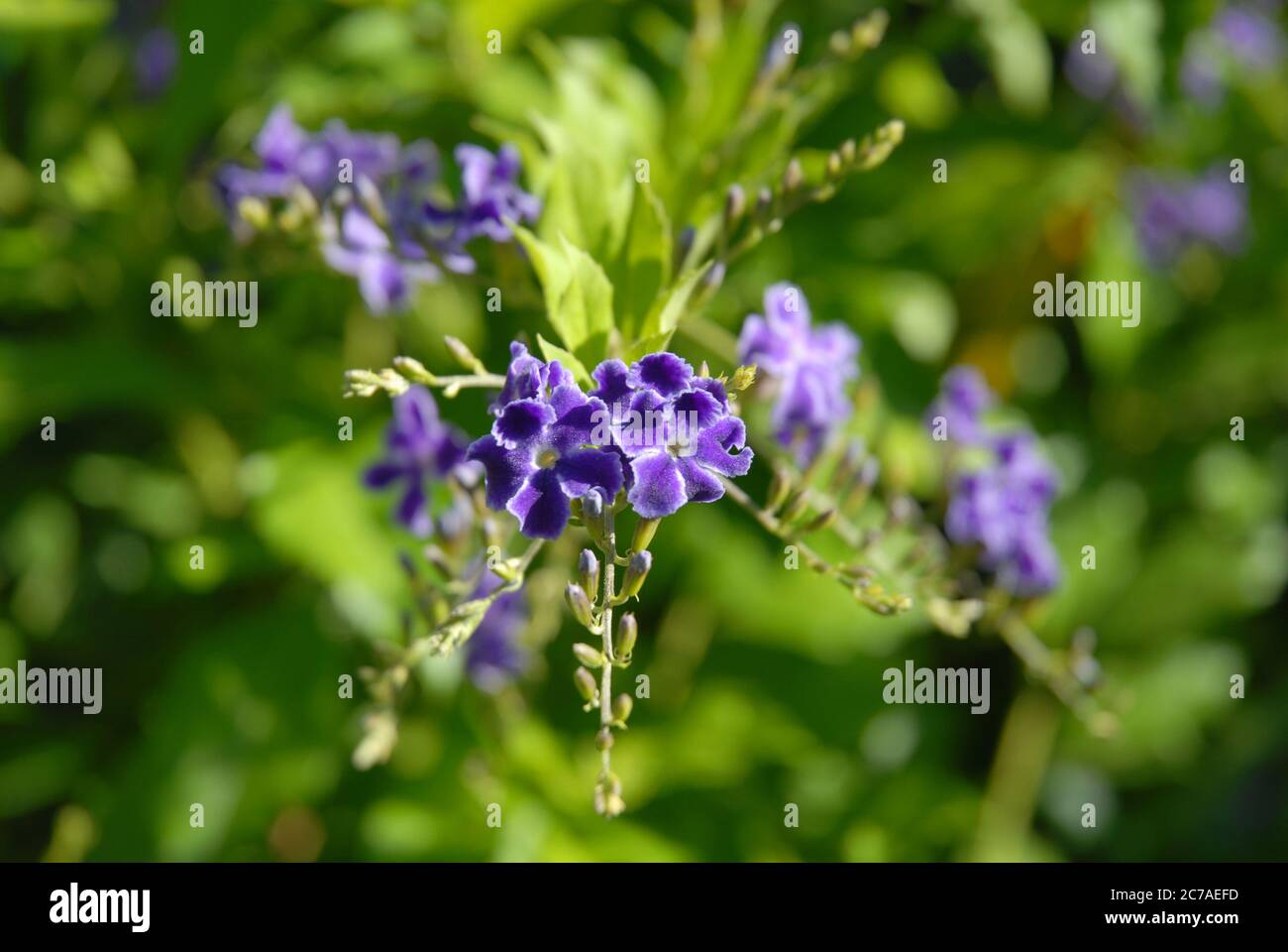 Purple flowers of Pigeon berry, also known as Duranta repens, Geisha Girl. Shallow depth of field, selective focus. Stock Photo