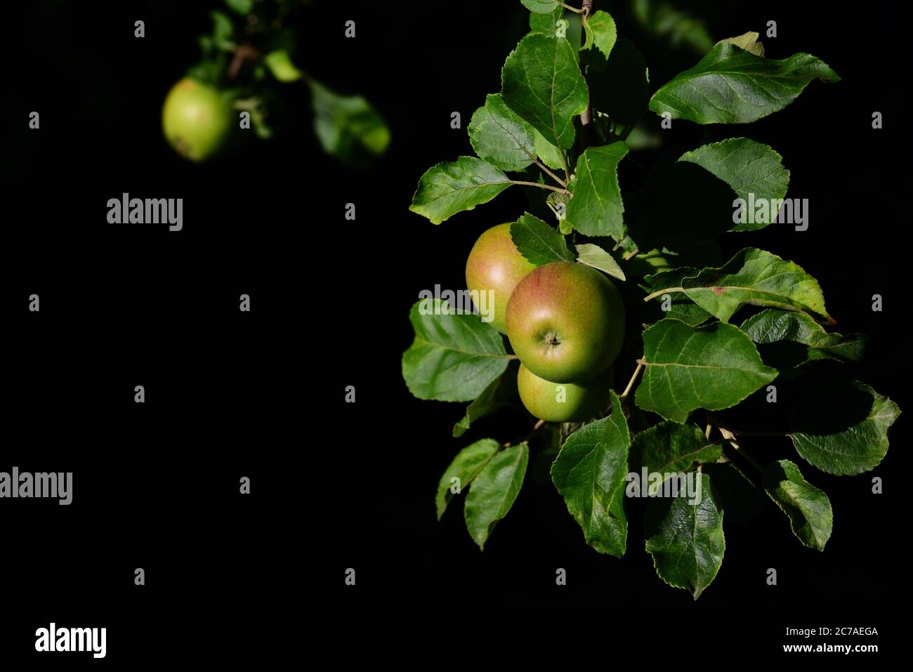 On an apple tree, apples grow on a branch against a black background Stock Photo
