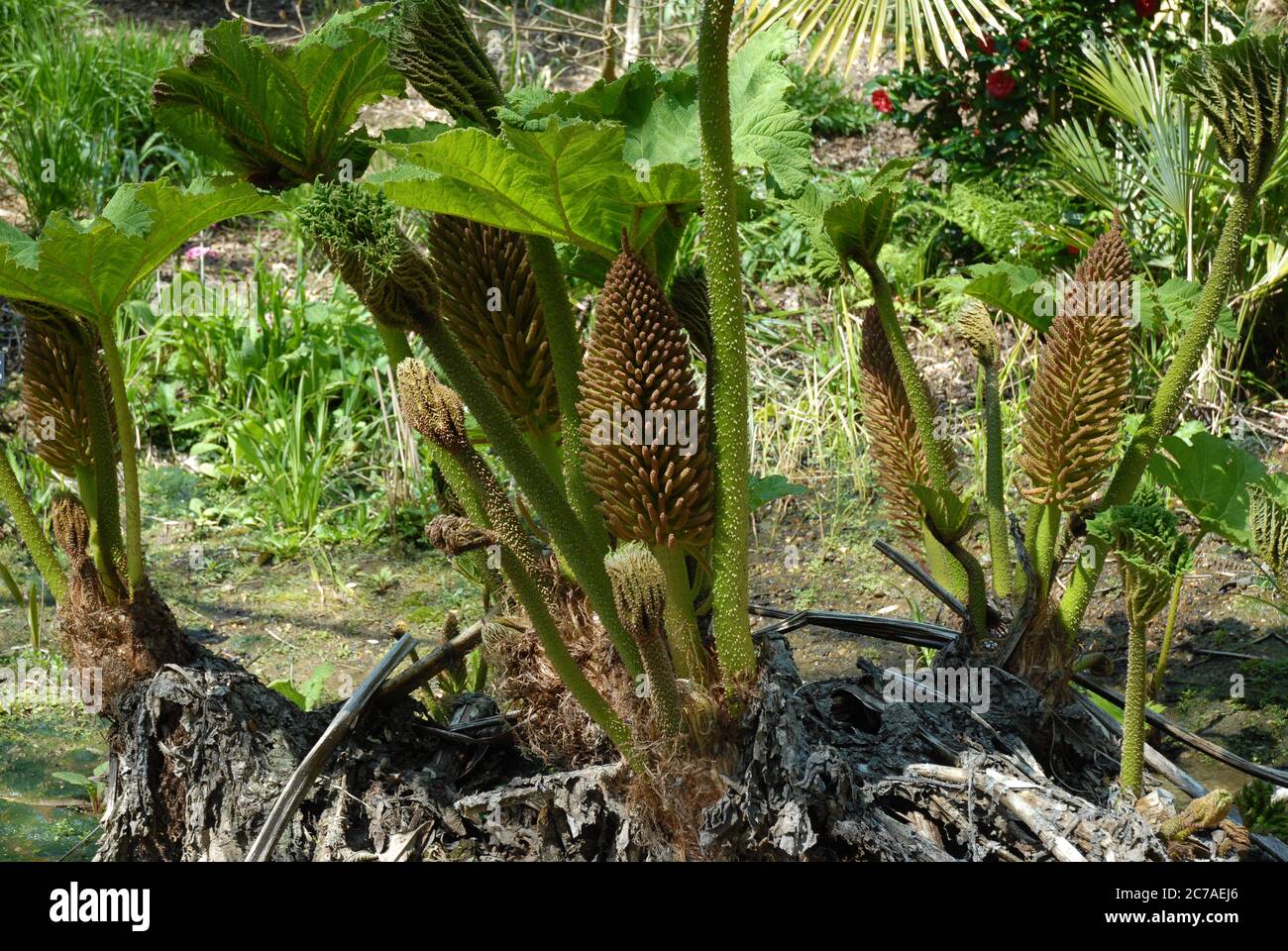 Giant rhubarb, also known as Gunnera manicata Stock Photo
