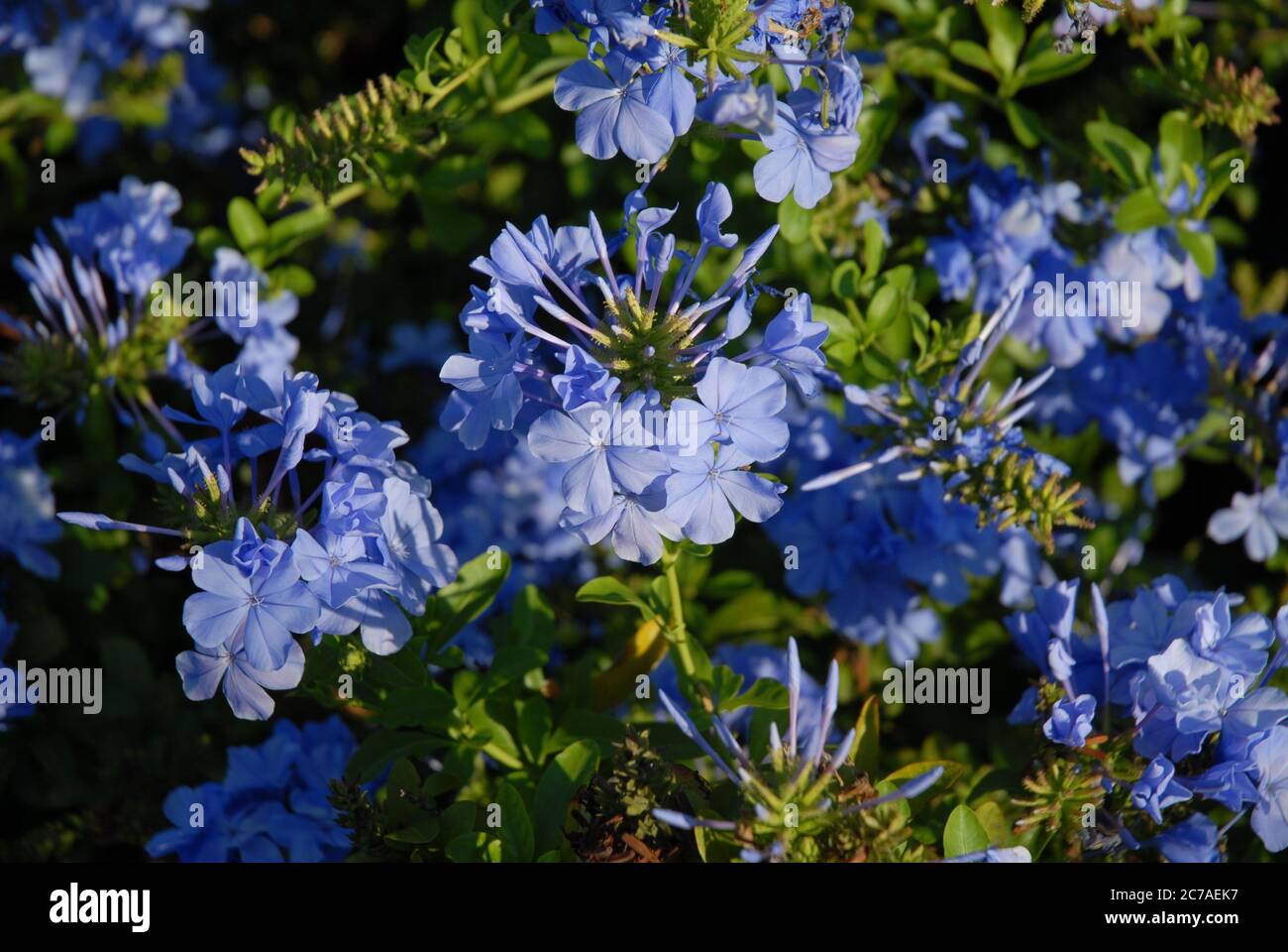 Sticky blue flowers of Plumbago auriculata, also known as Cape leadwort. Shallow depth of field, selective focus Stock Photo