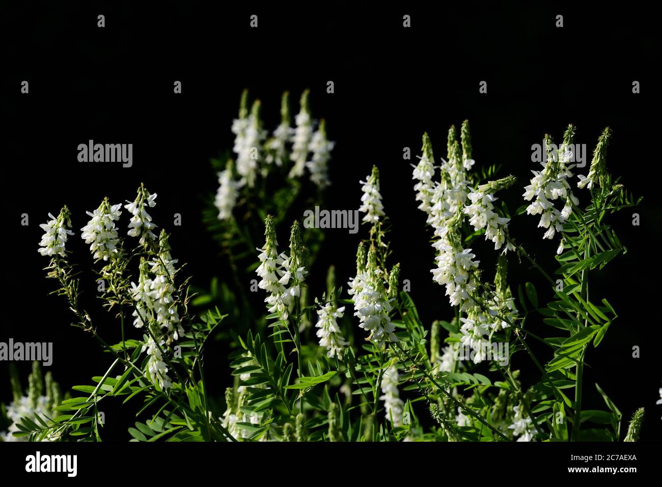 White flowers of the goat's rue (galega officinalis) bloom in front of a dark background in the garden Stock Photo