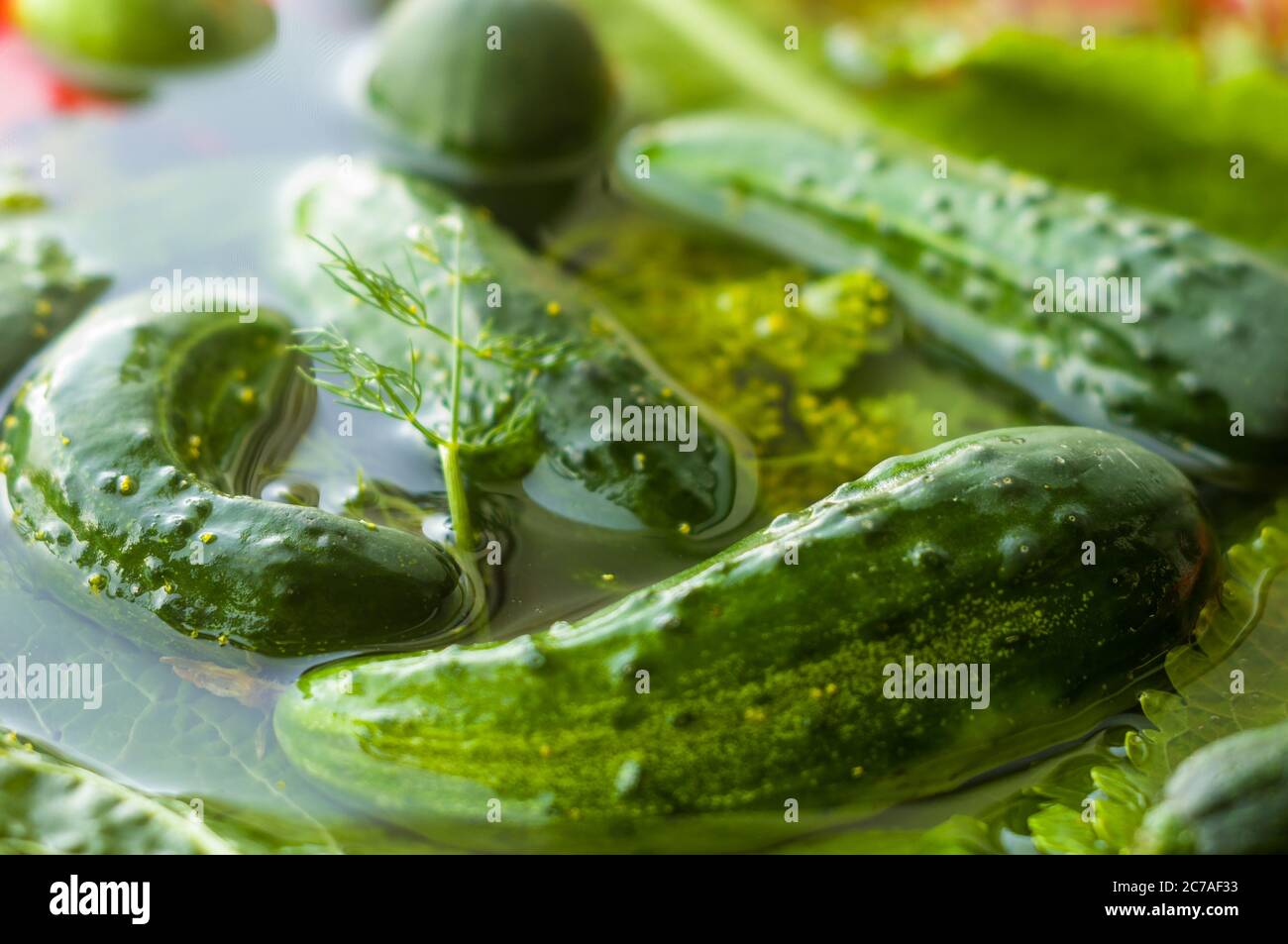 Fresh organic cucumbers and dill in water prepared for pickling, close up Stock Photo