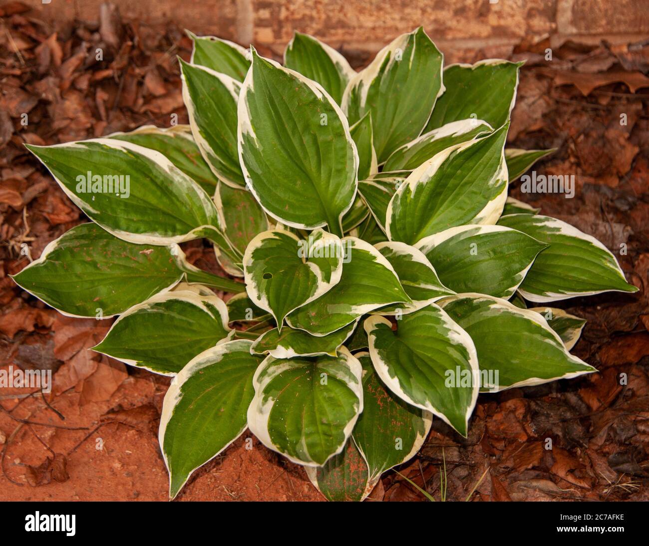 Plants of the South Central States Stock Photo