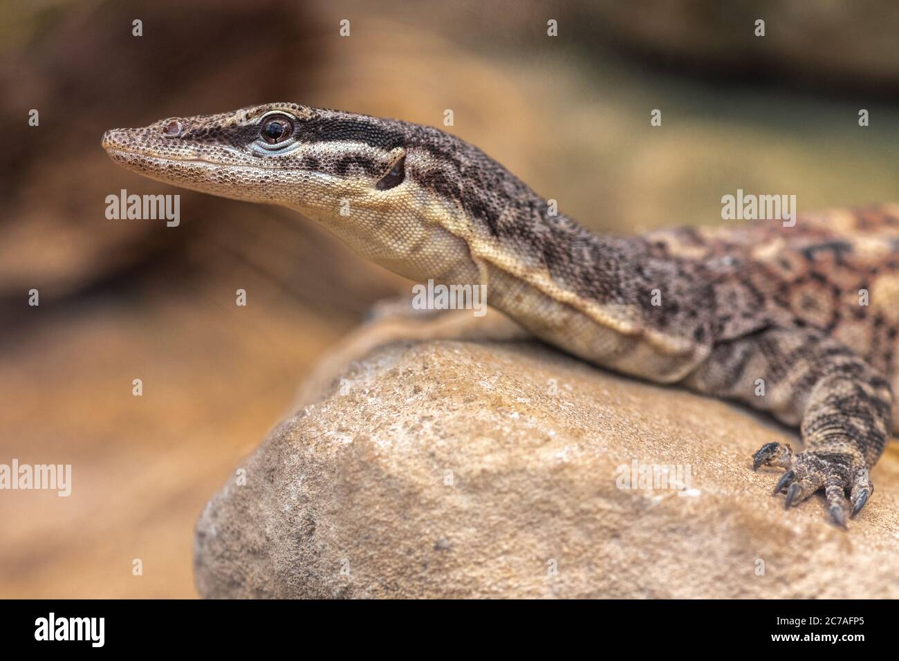 Kimberley Rock Monitor (Varanus glauerti Stock Photo Alamy