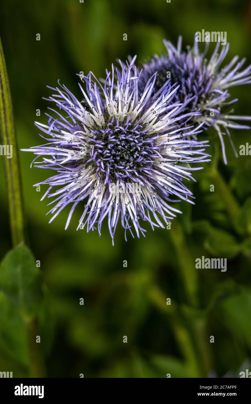 Blue Globe Daisy (Globularia trichosantha) Stock Photo