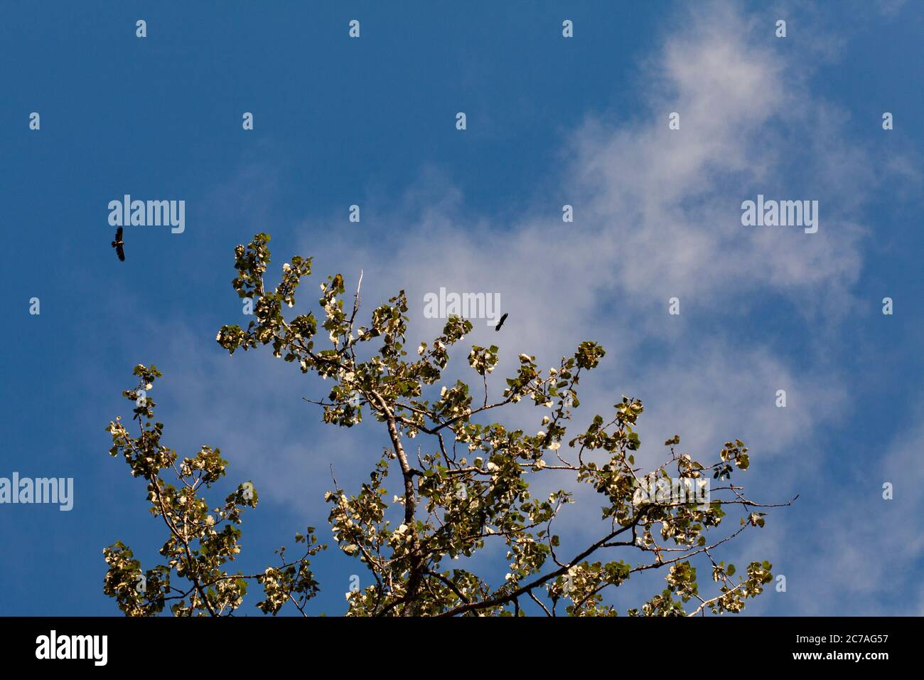 A bald eagle soars gracefully above tree branches against a clear blue ...