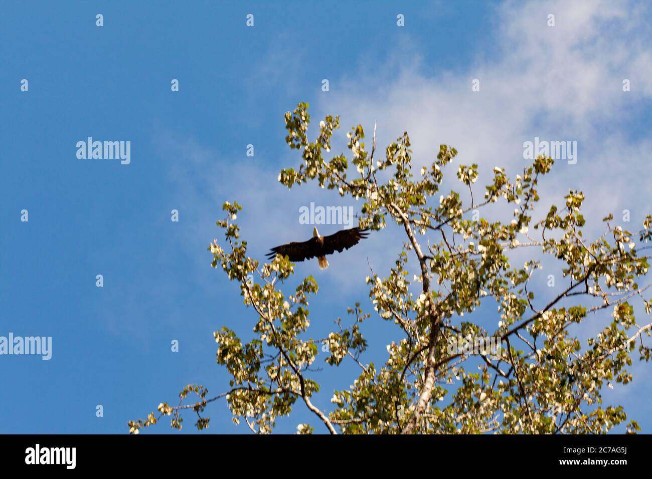 A bald eagle soars gracefully above tree branches against a clear blue ...