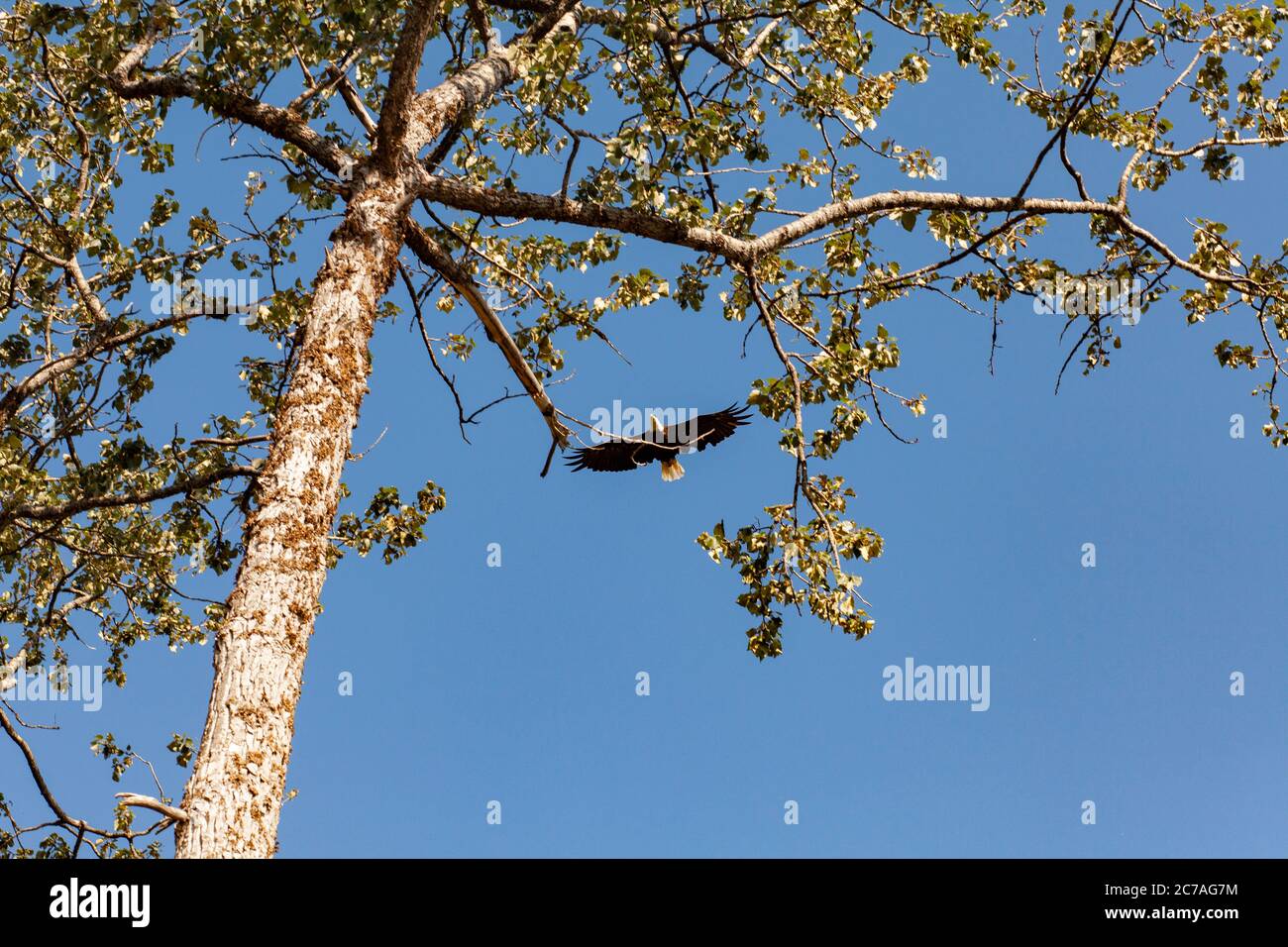 A bald eagle soars gracefully above tree branches against a clear blue ...
