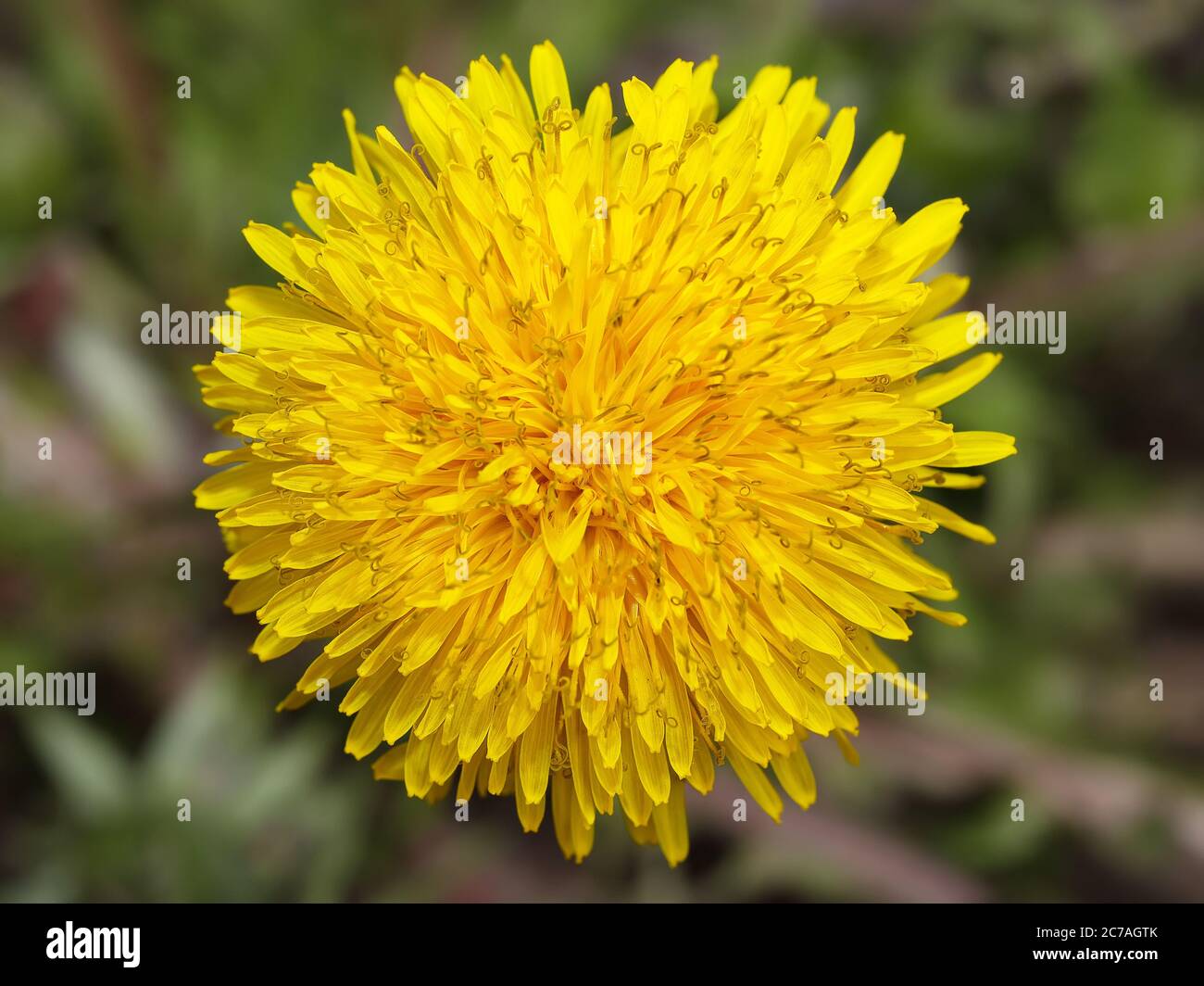 Dandelion and sun flare hi-res stock photography and images - Alamy