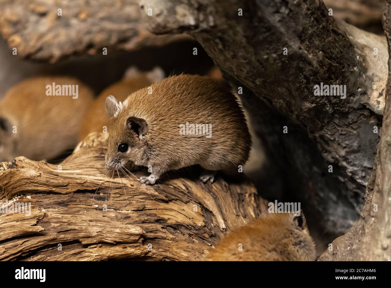 Golden Spiny Mouse (Acomys russatus) Stock Photo
