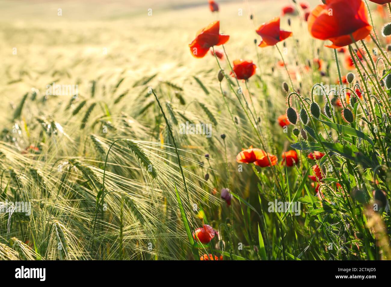 Wild red summer poppies in wheat field. Meadow of wheat and poppy ...