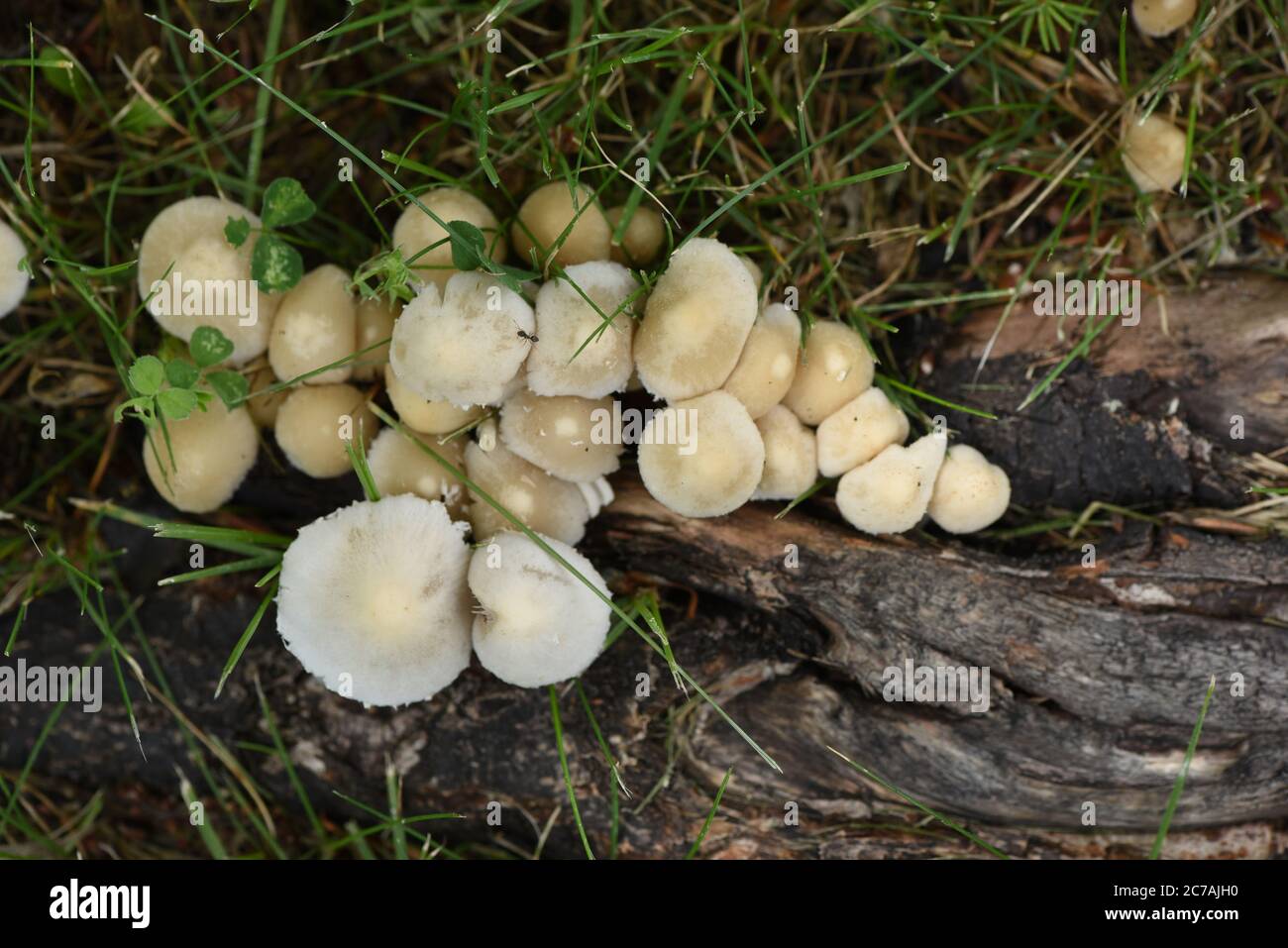 Wild mushrooms in the grass grow around a tree root on the lawn of a suburban house. Stock Photo