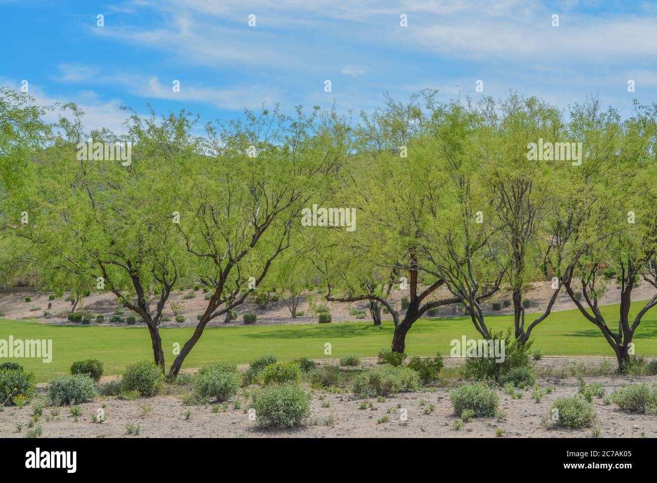 Beautiful Mesquite Trees in the Desert Southwest, Maricopa County, Arizona Stock Photo Alamy