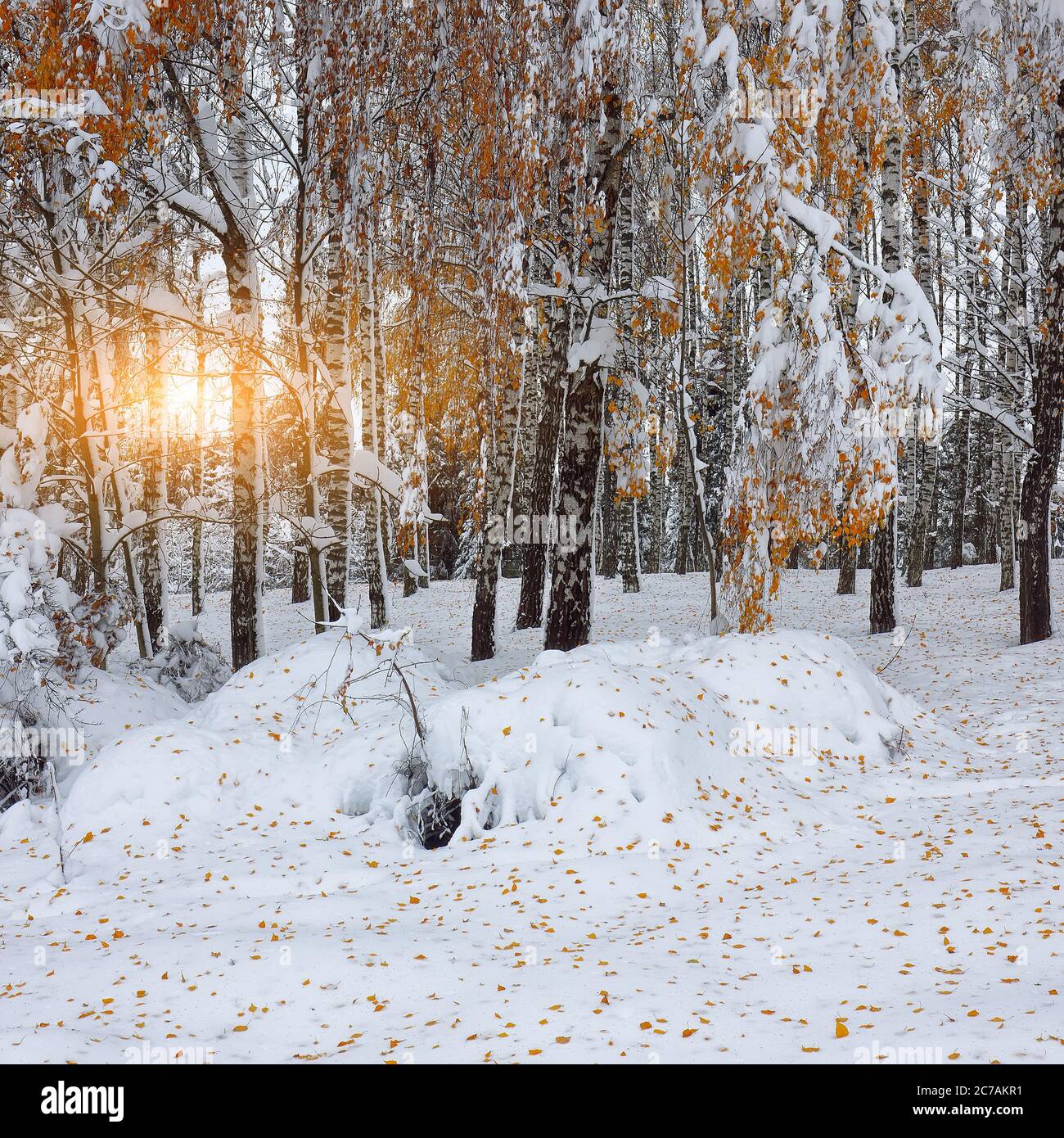 First snow in the forest. Snow covered trees in the wood. Fallen leaves ...