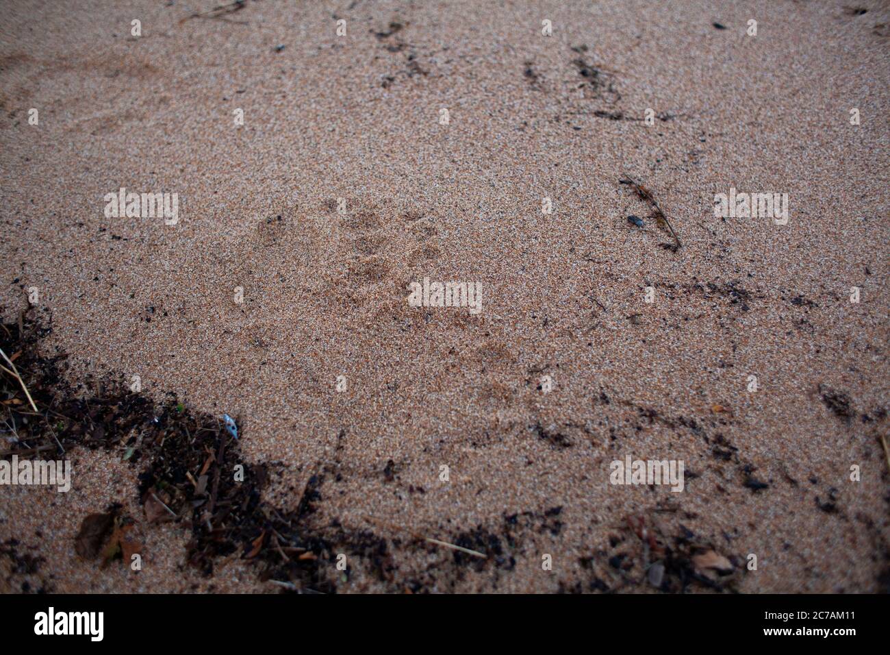 Grizzly bear paw prints left in the sand along an Alaskan riverbank, highlighting the presence of wildlife in the remote and rugged wilderness. Stock Photo