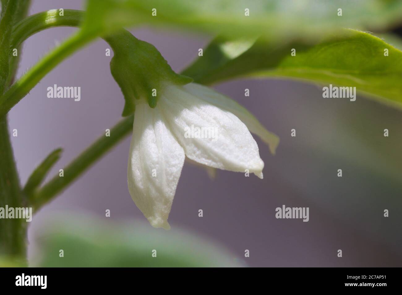 Capsicum Annuum Flower High Resolution Stock Photography and Images - Alamy