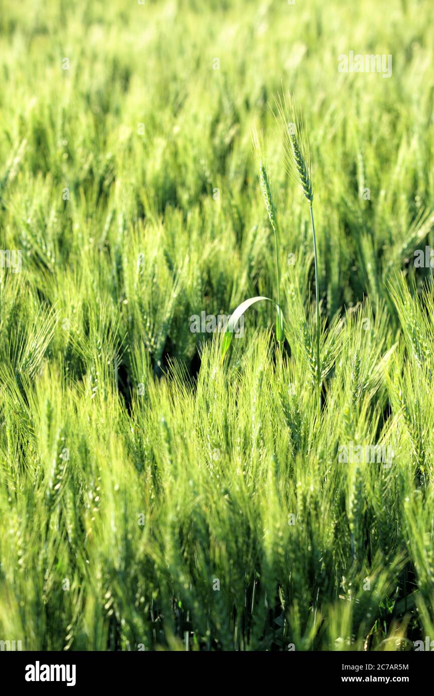 Two stalks of wheat rise above the others in a field of green wheat growing in the fertile farm fields of Idaho. Stock Photo