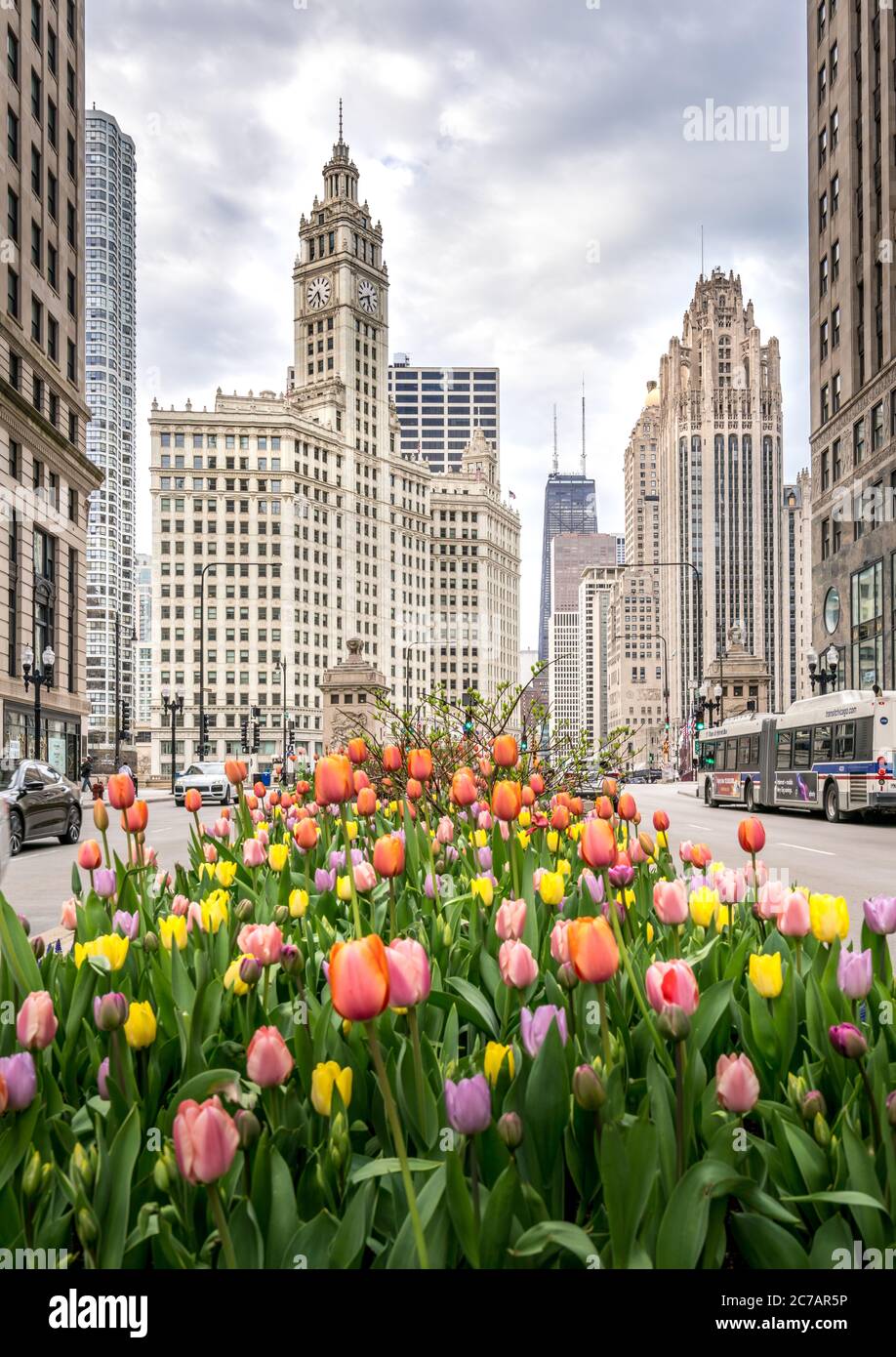 Tulips are blooming on Michigan Street of Chicago where sky scrappers are lined up on the street