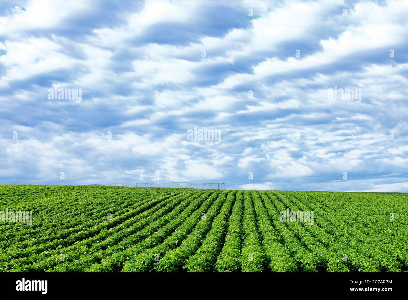 Rows of potatoes growing in the fertile farm fields of Idaho Stock ...
