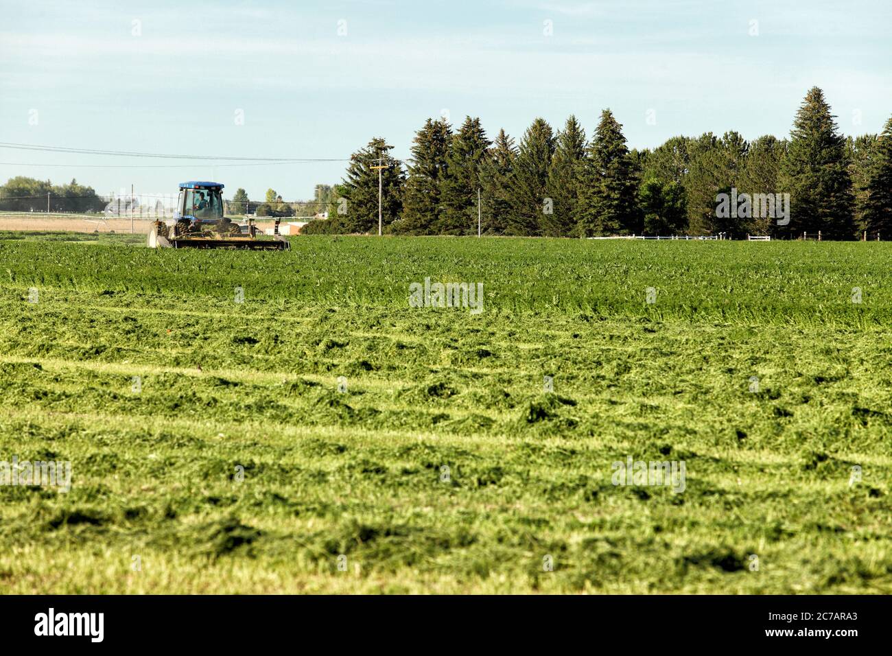 Alfalfa hay, being cut and windrowed for drying in the fertile farm fields of Idaho. Stock Photo